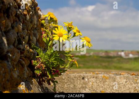 Oxford ragwort (Senecio squalidus) Blühende. Die aus einer alten Mauer. Newhaven, East Sussex, England. April. Stockfoto