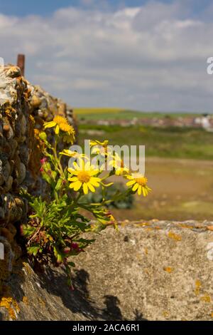 Oxford ragwort (Senecio squalidus) Blühende. Die aus einer alten Mauer. Newhaven, East Sussex, England. April. Stockfoto