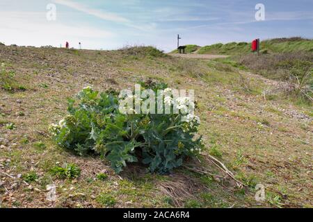 Sea kale (Crambe maritima) Blühende auf einem Kiesstrand. Newhaven, East Sussex, England. April. Stockfoto