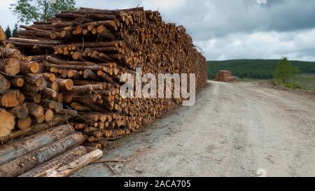 Blick auf einen Stapel von Protokollen Sammlung wartet in einer kommerziellen Wald. Powys, Wales. Mai. Stockfoto