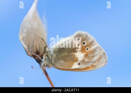 Große Heide (Coenonympha tullia ssp. polydama) erwachsene Schmetterling ruht auf Baumwolle - Gras. Ceredigion, Wales. Juni. Stockfoto