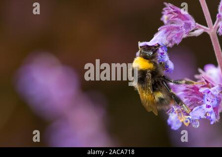 Frühe Hummel (Bombus pratorum) erwachsenen Arbeitnehmer Fütterung auf Nepeta Vielfalt in einem Garten. Powys, Wales. Juni. Stockfoto