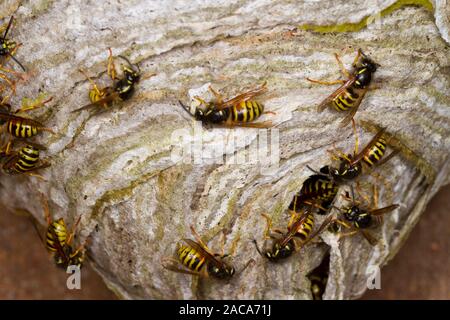 Norwegische Wespe (Dolichovespula norwegicus) erwachsene Arbeitnehmer vergrößern das Nest mit gekaut Zellstoff "Papier". Powys, Wales. Juni. Stockfoto