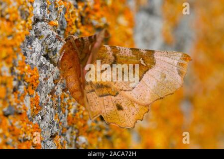 Lila Thorn (Selenia tetralunaria) erwachsenen Motten ruht auf einem Flechten bewachsene Wand. Powys, Wales. Juli. Stockfoto