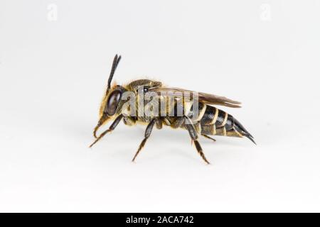 Glänzend-belüftete Sharp-Schwanz Biene (Coelioxys inermis) erwachsenen weiblichen auf weißem Hintergrund fotografiert. Powys, Wales. August. Stockfoto