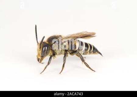 Glänzend-belüftete Sharp-Schwanz Biene (Coelioxys inermis) erwachsenen weiblichen auf weißem Hintergrund fotografiert. Powys, Wales. August. Stockfoto