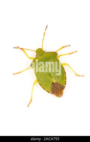 Gemeinsame green shieldbug (Palomena prasina) fotografiert auf einem weißen Hintergrund. Powys, Wales. August. Stockfoto