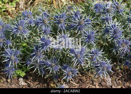 Eryngium amethystinum, Edeldistel, Distel Stockfoto