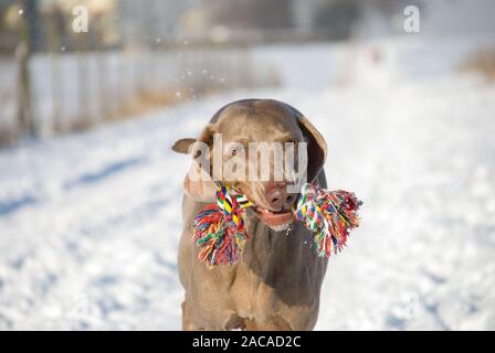 Weimaraner im Schnee Stockfoto