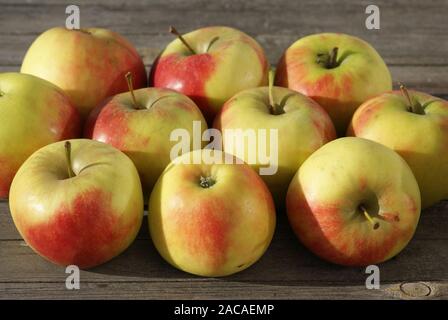 Malus Domestica Elstar, Apfel Stockfoto