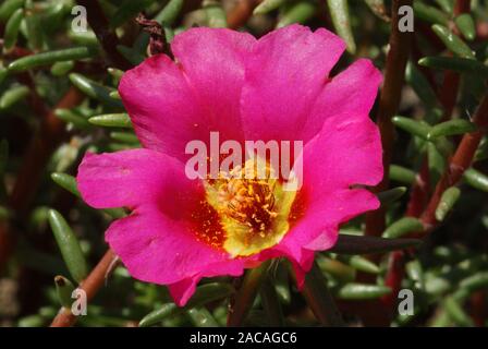 Portulaca grandiflora, Portulakröschen Stockfoto