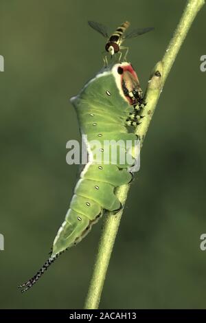 Grosser Gabelschwanz Cerura vinula, Raupe,, Puss Moth, Caterpillar Stockfoto