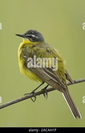 , Maennchen, schafstelze Motacilla flava, Schafstelze, männlich Stockfoto