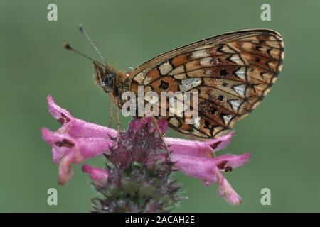 Braunfleckiger Perlmutterfalter, boloria Selene, kleine Perle - grenzt Fritillary Stockfoto