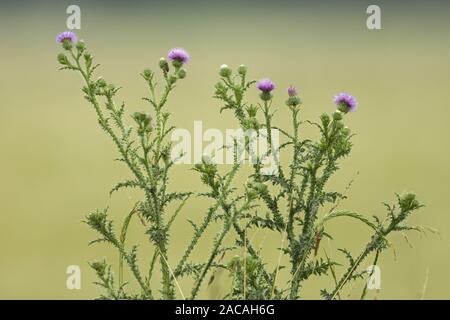 Gewoehnliche, Lanzett-Kratzdistel Kratzdistel Cirsium vulgare, Speer, Distel, gefiederten Thistle, Bull Thistle Stockfoto