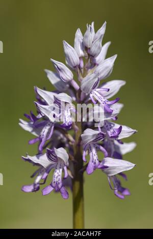 Orchis militaris Helm-knabenkraut, Blütenstand, Stockfoto