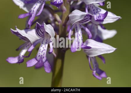 Orchis militaris Helm-knabenkraut, Blütenstand, Stockfoto
