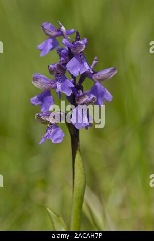 Kleines Knabenkraut, Bluetenstand, Orchis morio, Green-winged Orchid Stockfoto