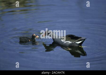 Gallinula chloropus, Moorhuhn, Fütterung Küken Stockfoto