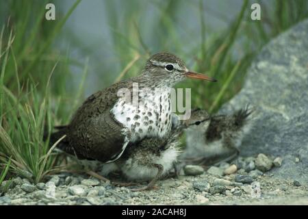 Drosseluferlaeufer hudert Junge, Actitis macularia, Sandpiper beschmutzt, Schutz der Küken Stockfoto