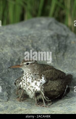 Drosseluferlaeufer hudert Junge, Actitis macularia, Sandpiper beschmutzt, Schutz der Küken Stockfoto