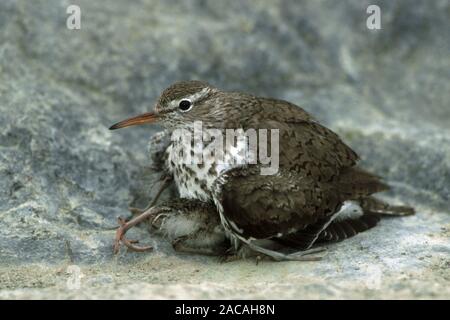 Drosseluferlaeufer hudert Junge, Actitis macularia, Sandpiper beschmutzt, Schutz der Küken Stockfoto