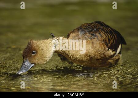 27.09.05 Pfeifgans, Dendrocygna bicolor, Fulvous Pfeifen Ente, Deutschland, Deutschland Stockfoto