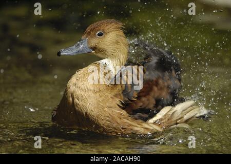 27.09.05 Pfeifgans, Dendrocygna bicolor, Fulvous Pfeifen Ente, Deutschland, Deutschland Stockfoto