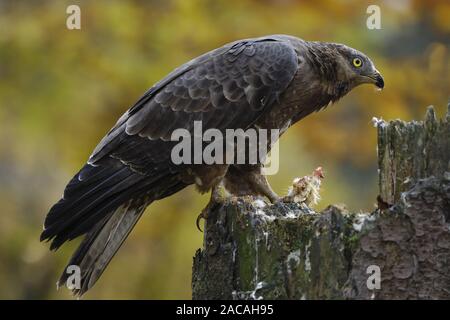 , Wespenbussard Pernis apivorus, Wespenbussard Stockfoto