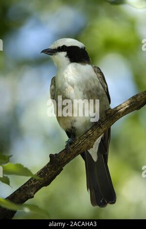 Eurocephalus anguitimens, Weiß - gekrönte Shrike Stockfoto