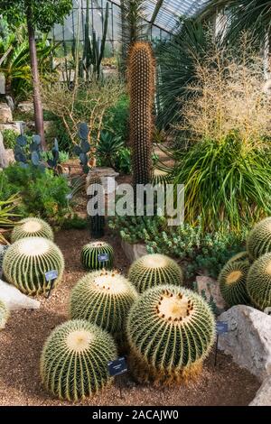 England, London, Richmond, Royal Botanic Gardens, Kew, die Prinzessin von Wales Wintergarten, Kaktus Stockfoto