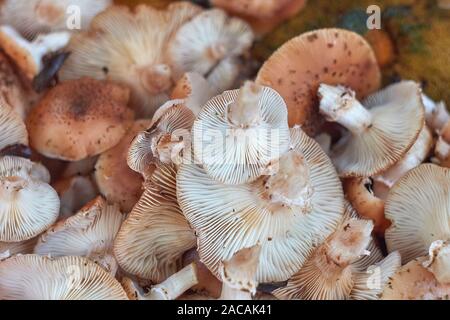 Honig Agaric Pilze Hintergrund. Nahaufnahme der Pilze Armillaria. Stockfoto