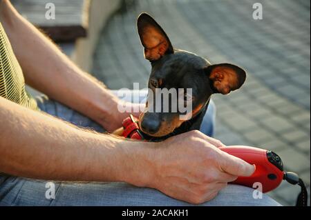 Der Zwergpinscher. Der Hund mit dem Eigentümer ruht im Freien. Stockfoto