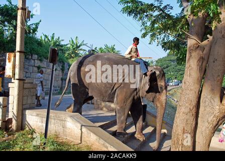 Indischer Elefant mit Mahout zu Fuß über Treppen, Hampi, Indien, Asien Stockfoto