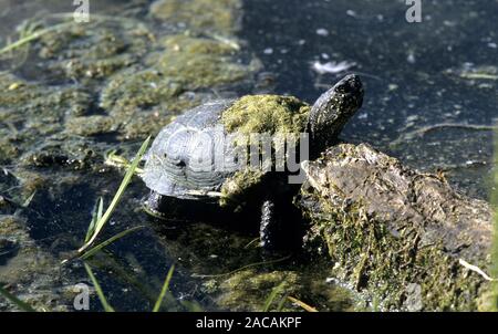 Europäische Sumpfschildkröte (Emys orbicularis) Stockfoto