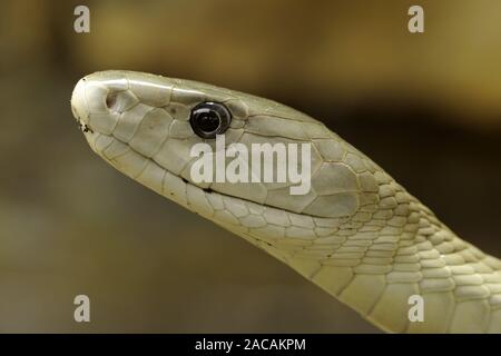 Schwarze Mamba, Dendroaspis polylepis Stockfoto