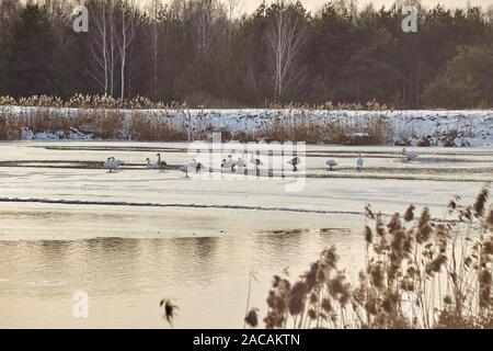 Wilden Schwäne im Winter auf dem See in der Nähe des Dorfes Stockfoto