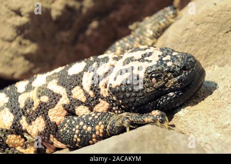 Gila Monster, Heloderma suspectum Stockfoto