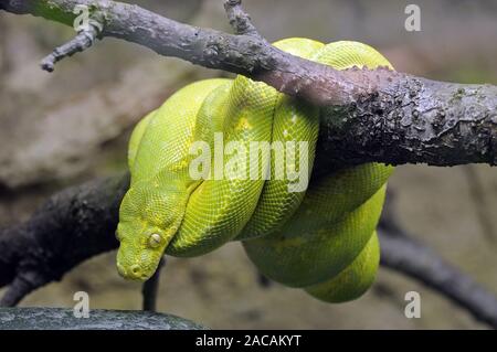 Green Tree python, Morelia, Viridis, Chondropython viridis Stockfoto