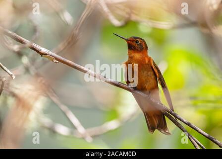 Shining Sunbeam - Aglaeactis cupripennis, schöne orange Hummingbird von Andinen Pisten von Südamerika, Yanacocha, Ecuador. Stockfoto