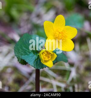 Close-up Natürliche gelbe kingcup Blume (Caltha palustris) in voller Blüte Stockfoto