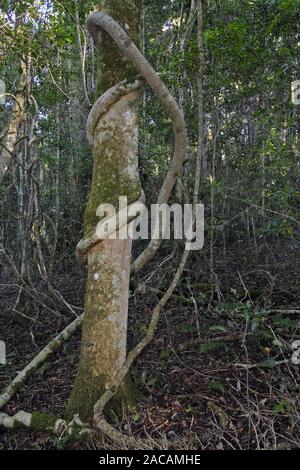 Würgefeige wickelt sich um Urwald Baum in Lamington np, Australia Stockfoto