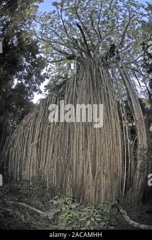 Extrem gewachsen Würgefeige, Ficus macrophylla destruens, Curtain Fig Tree, Atherton Tisch landet, Queensland, Australien Stockfoto