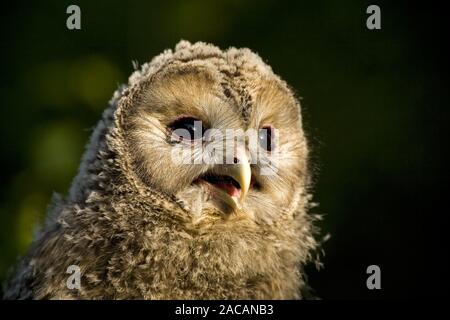 Junge Habichtskauz (Strix uralensis), Owl, Bayern, Habichtskauz, Junge, Bayern, Deutschland Stockfoto