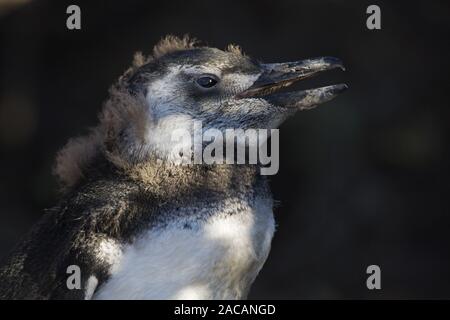 Pinguinportrait, Magellan-Pinguins (Spheniscus Magellanicus), Punta Tombo, Magellanic penguin Portrait, Argentinien Stockfoto