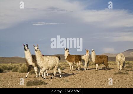 Lamas und Alpakas in NP Lauca Stockfoto