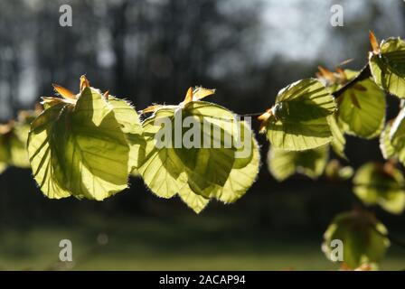 Fagus sylvatica, Buche, Buche, Austrieb Stockfoto