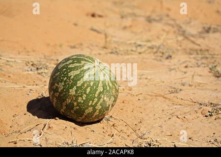 Nara, Naras, Nara-Melone, Melone, Nara-Frucht (Acanthosicyos horridus), Kalahari, Kgalagadi Transfrontier Park, Suedafrika, Bots Stockfoto