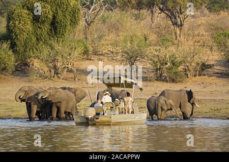 Touristenboot vor einer Herde Elefanten am Chobe Fluss, Chobe River, Chobe National Park, Botswana, Afrika, touristische Boot infront Stockfoto