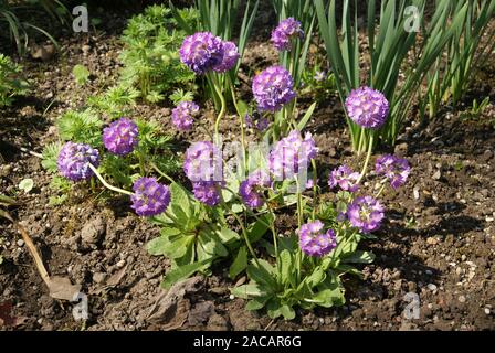 Primula denticulata, Kugelprimeln, himalayan Primrose Stockfoto